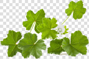 White Mallow Leaves  HD Png Download