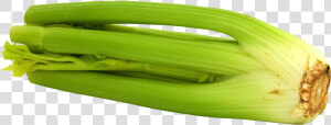 Celery Png Image   Celery  Transparent Png