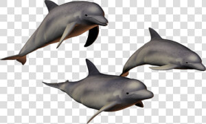 Background Dolphin Transparent Dolphins   Dolphins Transparent Background  HD Png Download