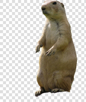 Prairie Dogs Png   Prairie Dog Png  Transparent Png