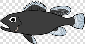 Transition Drawing Fish   California Flounder  HD Png Download