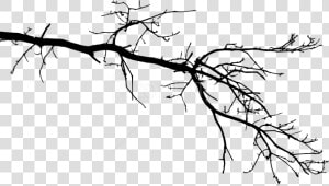 Free Png Tree Branch Png   Tree Branch Drawing Transparent  Png Download