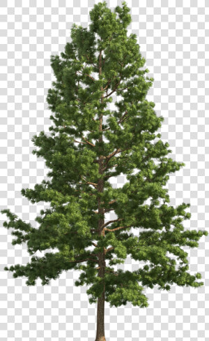 Pine Realistic Tree Png Png   Pine Tree Transparent Background  Png Download