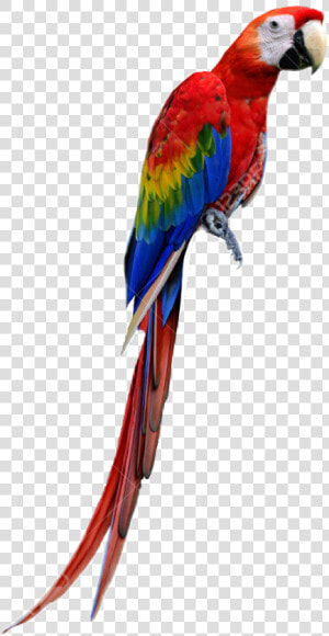 Macaw   Imagenes De Guacamayas Png  Transparent Png