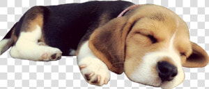  doggo  dog  sleep  beagle  puppy  cute  sleepingdog   Transparent Dog Sleeping Png  Png Download