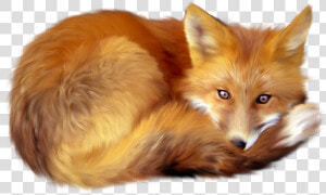 Red Fox Clip Art   Fox Png  Transparent Png