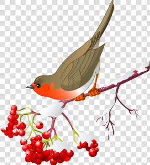 Clip Art Library Stock Berries Drawing Winter   Winter Birds Clipart  HD Png Download