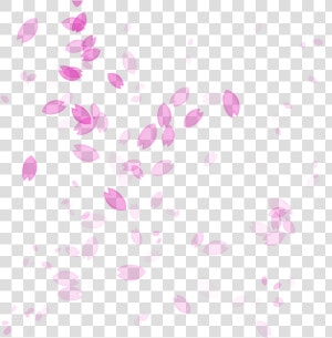 Petal Drawing Cherry Blossom   Transparent Cherry Blossom Petals Falling  HD Png Download