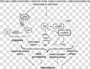 Concise Mechanisms Involved In Red Blood Cells Haemolysis   Oxidative Stress In Erythrocytes  HD Png Download