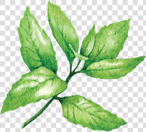 Mint   Lime Sketches  HD Png Download