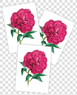 Peony Class   Peony  HD Png Download