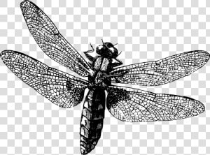 Dragonfly   Copyright Free Black And White  HD Png Download