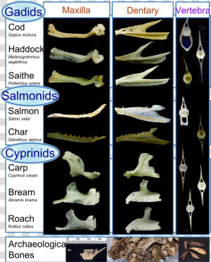 Identify Fish Bones  HD Png Download