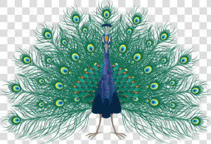 Peafowl  HD Png Download