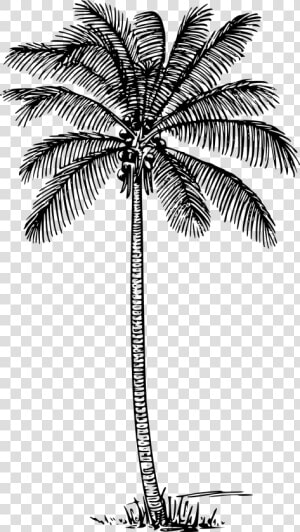 Coconut Palm Clip Arts   Coconut Tree Outline  HD Png Download