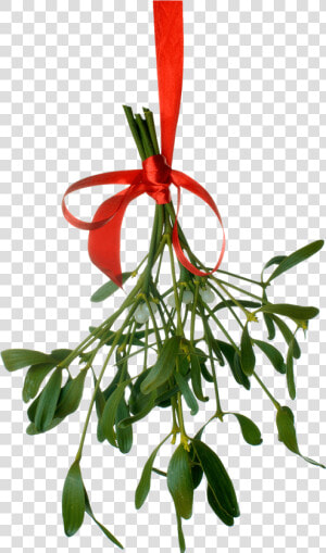 Mistletoe Png   Mistle   Real Mistletoe Png  Transparent Png