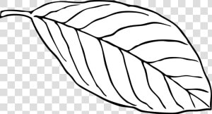 Leaf  White  Beech  Outline  Vein  Nerve   Oval Leaf Clipart  HD Png Download