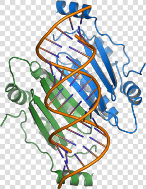 1r9f Tombusvirus P19   Overlapping Gene  HD Png Download