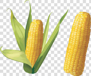 Corn Stalk Png   Corn Png  Transparent Png