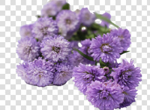 Aster Flowers Aster Flowers  HD Png Download