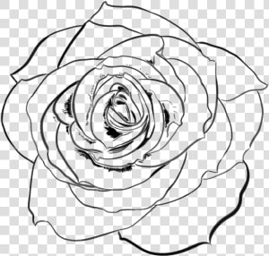 Line Transparent Rose   Transparent Rose Line Art  HD Png Download