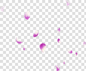 Petal Falling Transprent Png Free Download Pink   Rose  Transparent Png