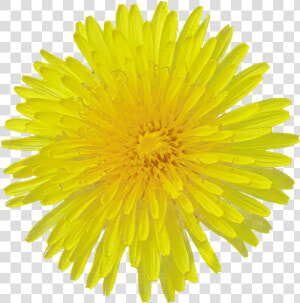 Dandelion Flower Transparent Image Flower   Yellow Dandelion Png Transparent  Png Download