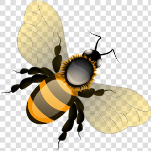 Фотки Bee Clipart  Bees  Clip Art  Illustrations   Transparent Background Cute Cartoon Bee  HD Png Download