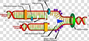 Replication Of Dna Labeled   Transparent Cartoons   Structure Of Dna Replication  HD Png Download