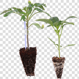 Vegetable Seedling Png  Transparent Png