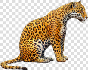  jaguar  jagger  jaguars  tiger  tigers  cat  zoo  animals   Jaguar Png  Transparent Png