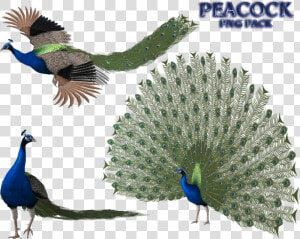 Peacock Free Png Image   Peacock 3d Png  Transparent Png