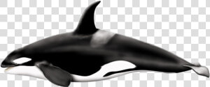 Download Killer Whale Png Pic   Killer Whale Transparent Background  Png Download