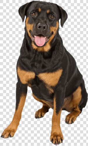 Rottweiler Png Photo   German Rottweiler And German Shepherd  Transparent Png