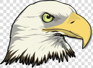 Png Stock Eagle Head Transparent Image   Cartoon Bald Eagle Head  Png Download