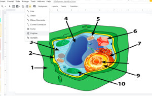 Plant Cell Unlabeled  HD Png Download