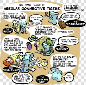 The Many Faces Of Areolar Connective Tissue   Cartoon  HD Png Download