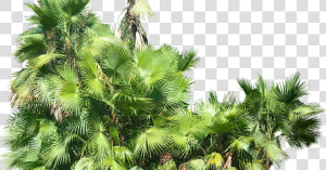 Tropical Plant Pictures Acoelorrhaphe Wrightii   Transparent Background Tropical Ferns Png  Png Download