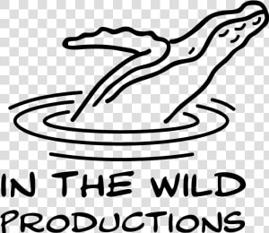 In The Wild Productions Whale Footage Whale Watch Videos   Line Art  HD Png Download