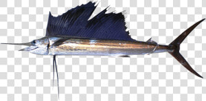 Sail Fish   Sailfish  HD Png Download