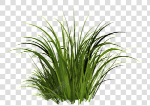 Sweet grass   Transparent Grass Png  Png Download