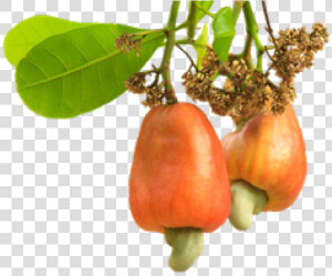 Cashew Png Transparent Images   Cashew Nut Tree Png  Png Download