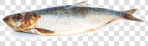 Thumb Image   Transparent Herring Fish Png  Png Download