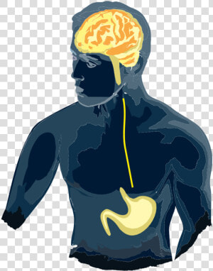 Gut Brain Axis Clipart   Png Download   Gut Brain Axis Free  Transparent Png