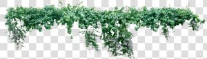 Vine Plant Liana Tree   Creeper Plant Png  Transparent Png