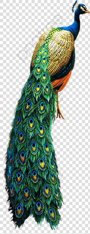 Peacock Clipart Bird   Peacock Transparent Background  HD Png Download