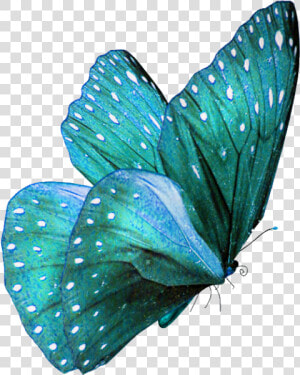 Teal Colored Butterflies  HD Png Download