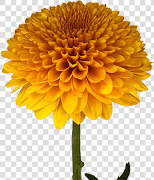 Transparent Green Chrysanthemum Png  Png Download