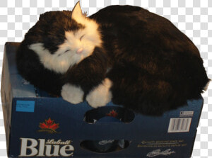 Cat Guarding The Beer Fridge Alpha   Beer In Fridge Cat  HD Png Download