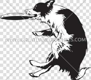 Transparent Dogs Playing Clipart   Border Collie Frisbee Clipart  HD Png Download